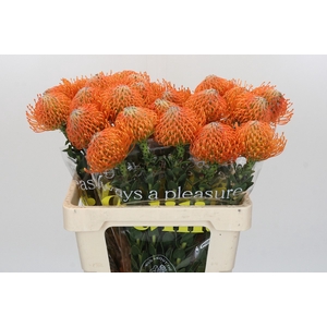Nutans Ayoba Orange