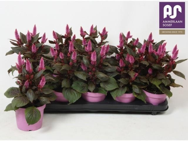 <h4>CEL MERIDA PINK</h4>