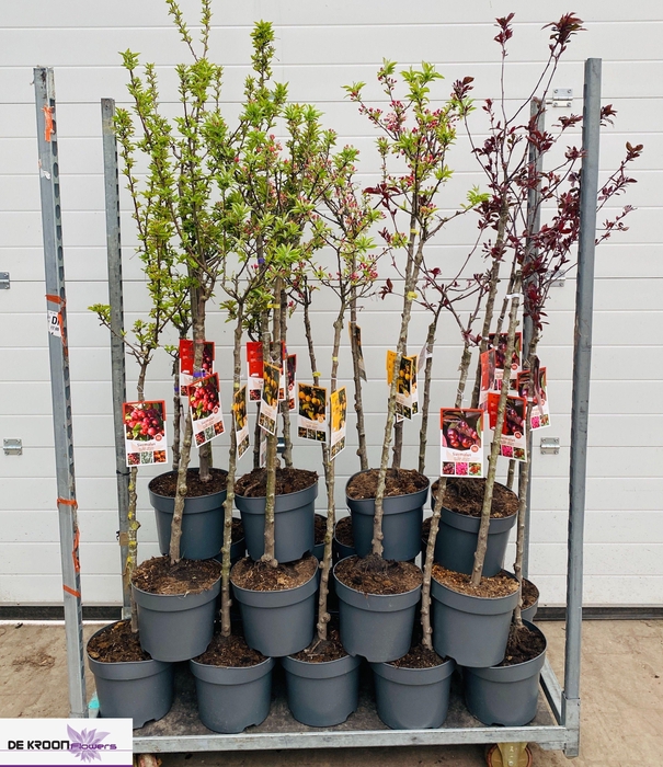 <h4>MALUS DOMESTICA OV</h4>