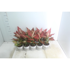 AGLAONEMA CHERRY BABY P12
