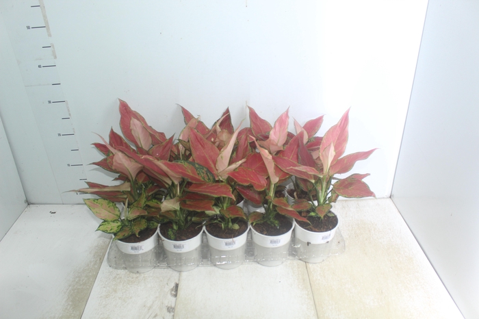 <h4>AGLAONEMA CHERRY BABY P12</h4>