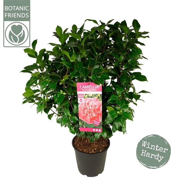 <h4>Camellia jap. 'Marie Bracey'</h4>