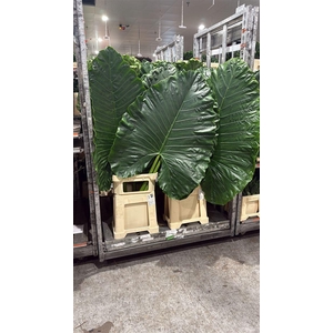 ALOCASIA MACRORRHIZOS ALOCASIA MACR
