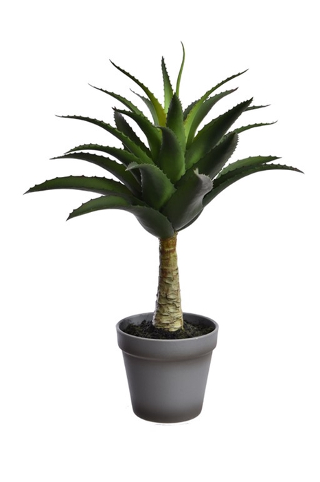 <h4>Agave in pot 41cm green</h4>