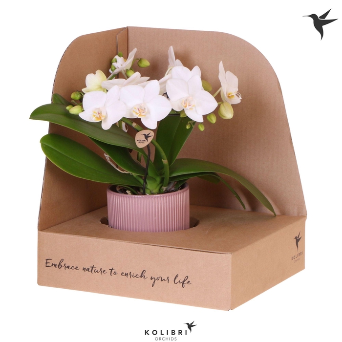 <h4>Kolibri Orchids Phalaenopsis Halo white in Flare pot purple in showbox</h4>