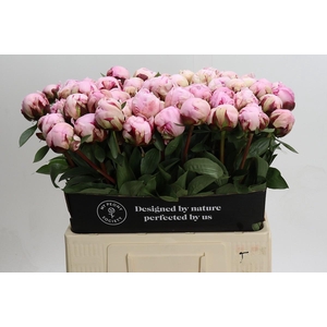 Paeonia Reine Hortense XXL