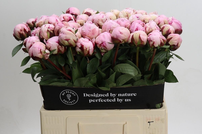 <h4>Paeonia Reine Hortense XXL</h4>