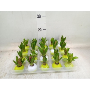 Hyacinthus orie.   ...waxed L%