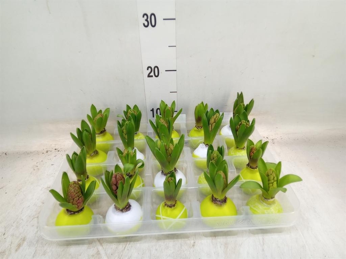 <h4>Hyacinthus orie.   ...waxed L%</h4>