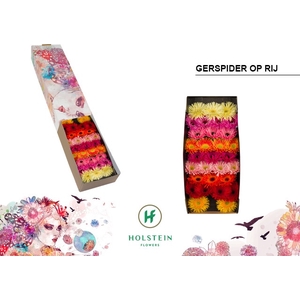 Germini Spider Mix Spider Half doos