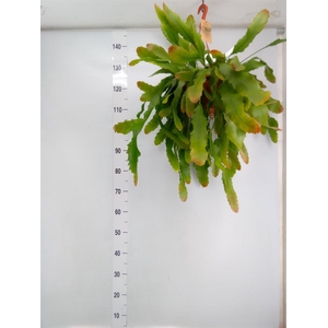 Lepismium houlletianum