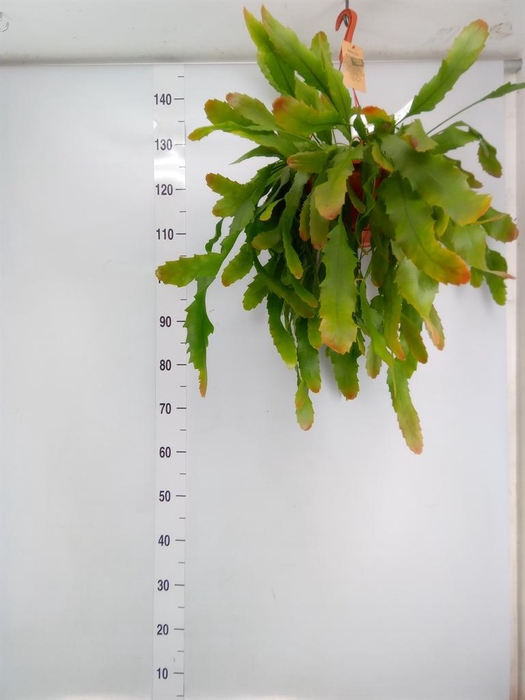 <h4>Lepismium houlletianum</h4>