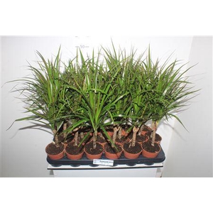 Dra Marginata