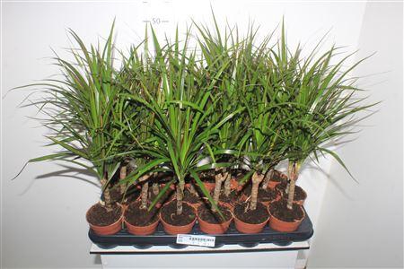 <h4>Dra Marginata</h4>