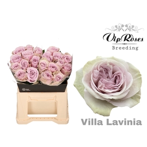 R GR VILLA LAVINIA