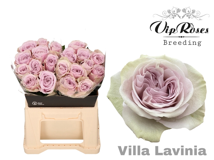 R GR VILLA LAVINIA
