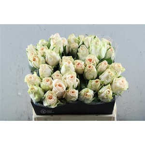 R Gr Wedding Rose