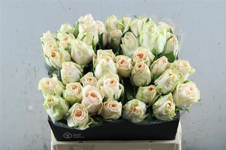 <h4>R Gr Wedding Rose</h4>