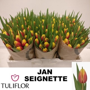 TU EN JAN SEIGNETTE