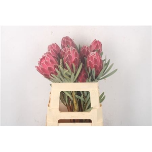 Protea Venus