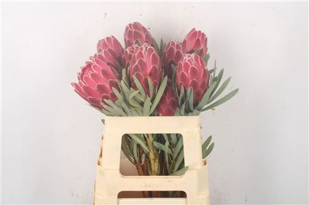 Protea Venus