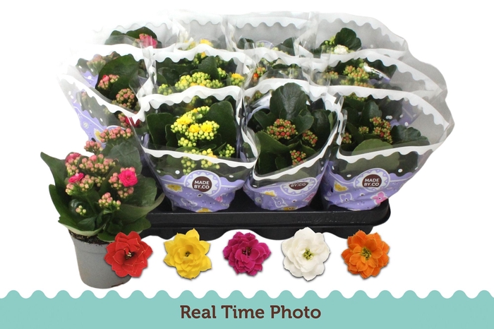 <h4>KAL GE GEM 5 KL</h4>