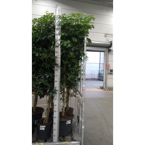 Schefflera arbor. 'Compacta'