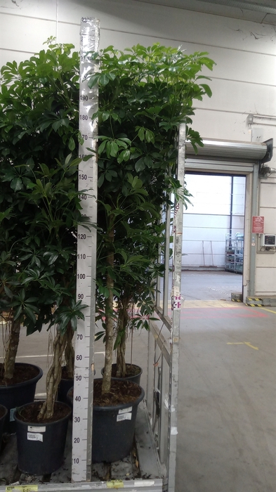 <h4>Schefflera arbor. 'Compacta'</h4>