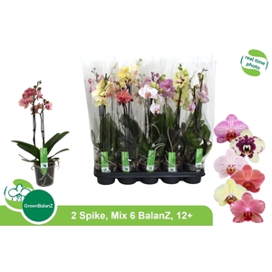 PHAL GEM 6 KL