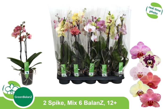 <h4>PHAL GEM 6 KL</h4>