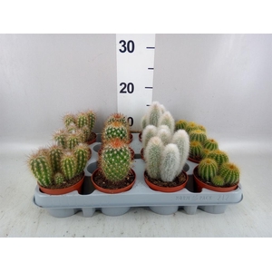 Cactus ...mix