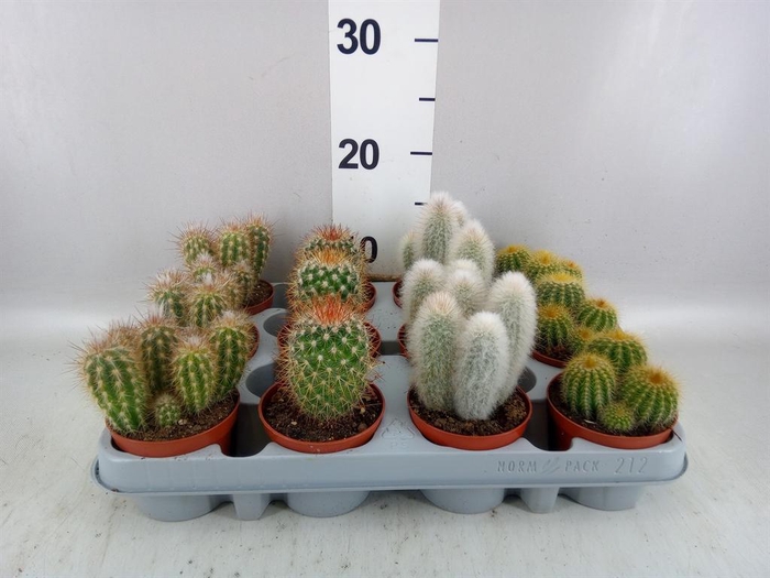 <h4>Cactus   ...mix</h4>