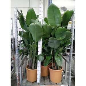 Strelitzia nicolai