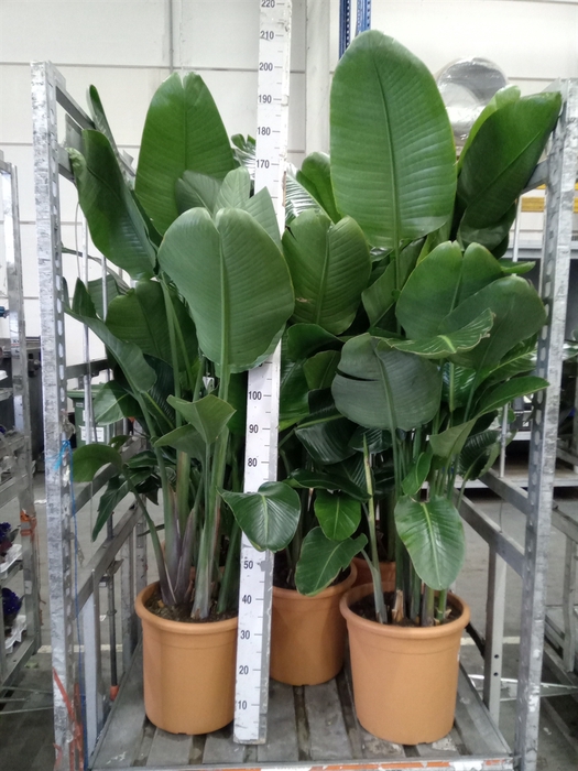 <h4>Strelitzia nicolai</h4>