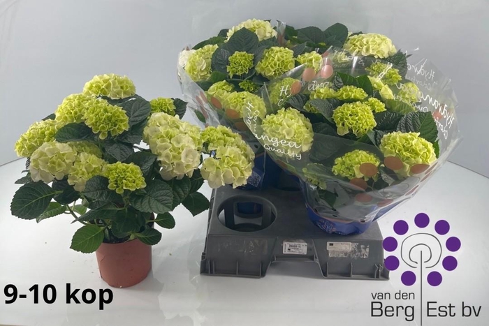 <h4>HYDR M SAX BRI WHITE</h4>