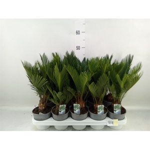Cycas revoluta