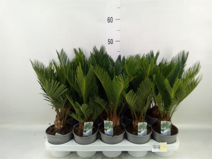 <h4>Cycas revoluta</h4>