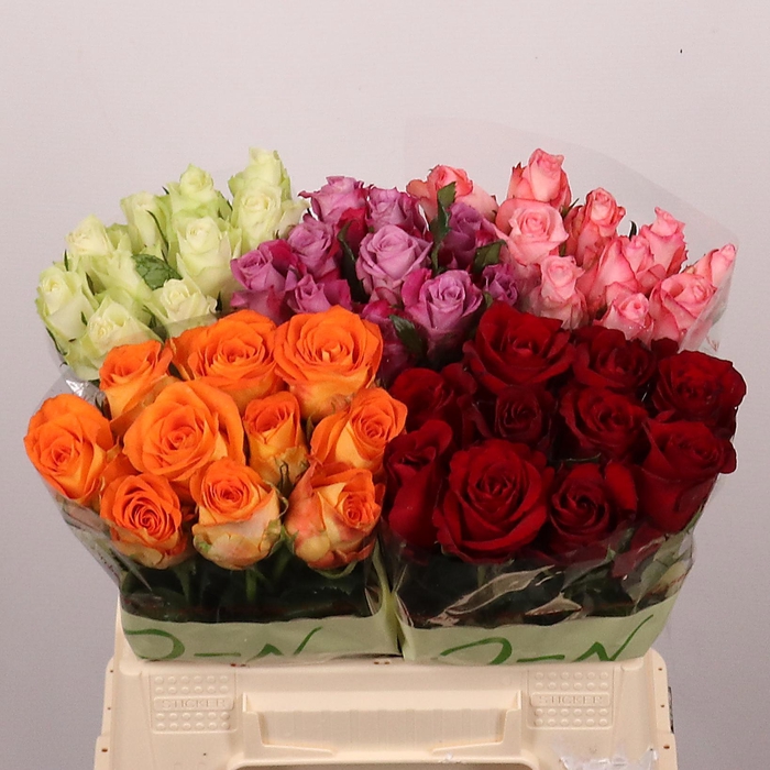 <h4>R GR GEM IN FUST</h4>