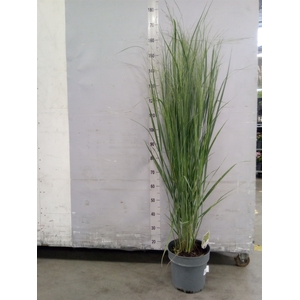 Panicum virgatum