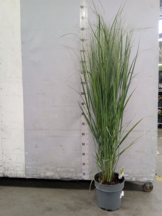 <h4>Panicum virgatum</h4>