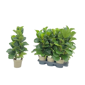 Ficus