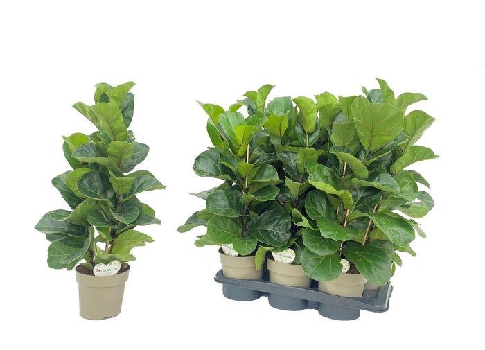 <h4>Ficus</h4>