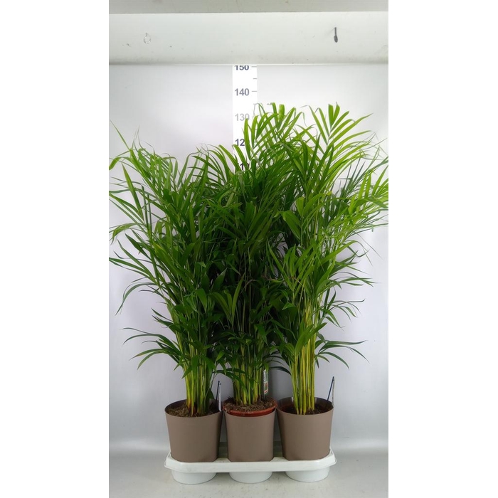 <h4>Dypsis lutescens   ...Chrysalidoca</h4>