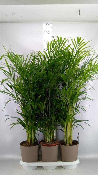 Dypsis lutescens   ...Chrysalidoca