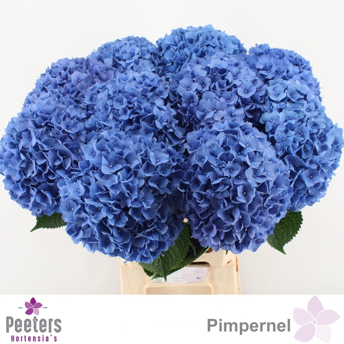 <h4>HYDR M CH PIMPERNEL</h4>