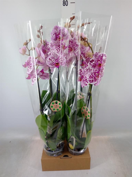 <h4>Phalaenopsis   ...</h4>