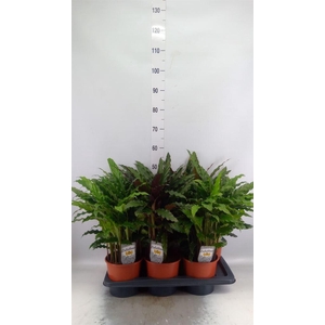 Calathea   ...mix