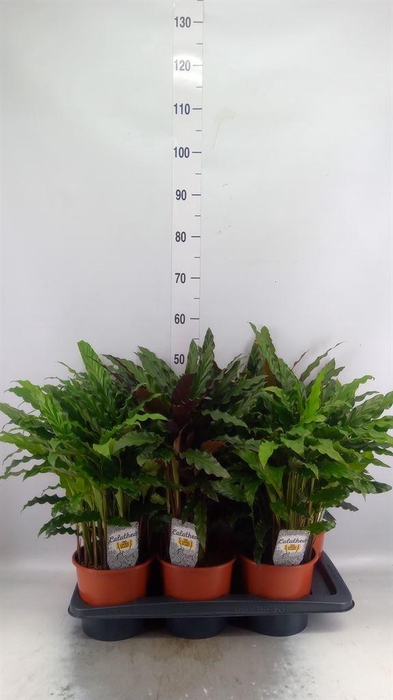 <h4>Calathea   ...mix</h4>