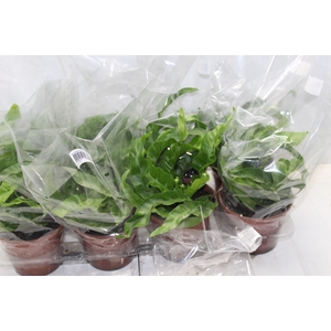 ASPLENIUM HURRICANE P15
