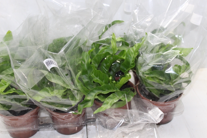 <h4>ASPLENIUM HURRICANE P15</h4>